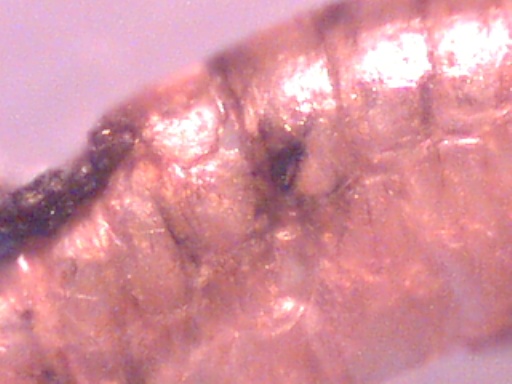 Piccoli crostacei raccolti dal Po vicino a Settimo Torinese